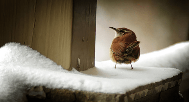A nice image of a bird in the winter